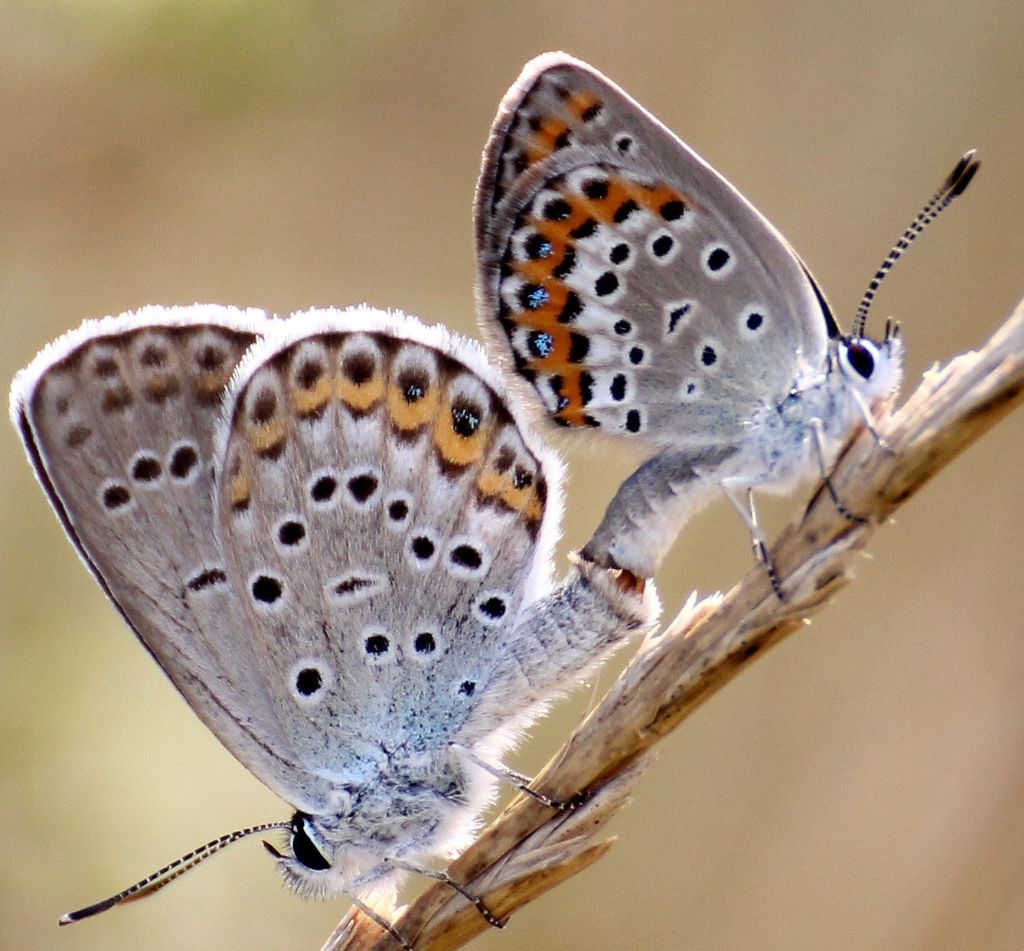 Plebejus idas o argyrognomon?